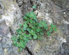 Parietaria lusitanica