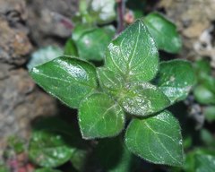 Parietaria lusitanica