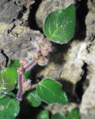 Parietaria lusitanica