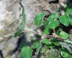 Parietaria lusitanica