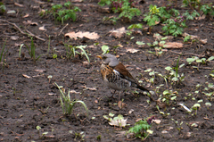 Turdus pilaris