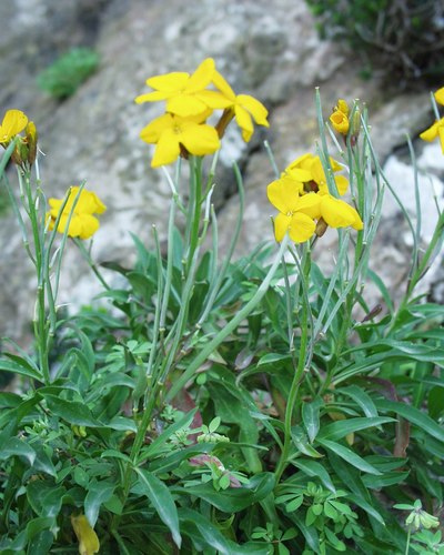 Erysimum cheiri subsp. inexpectans image