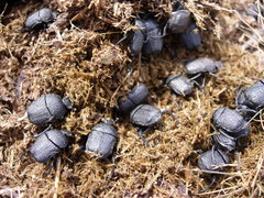 Gymnopleurus flagellatus