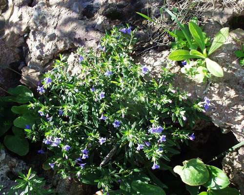 Glandora rosmarinifolia image