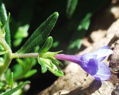 Glandora rosmarinifolia image