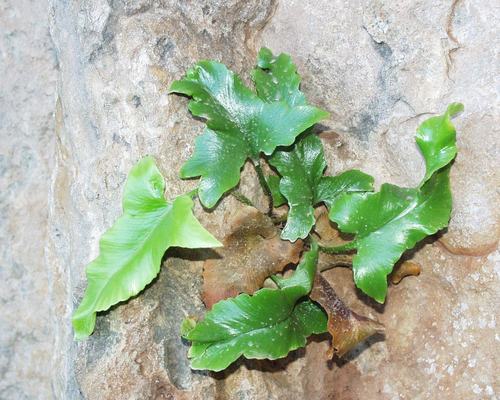 Asplenium sagittatum image