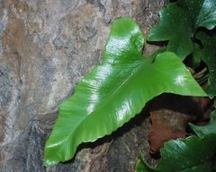 Asplenium sagittatum image