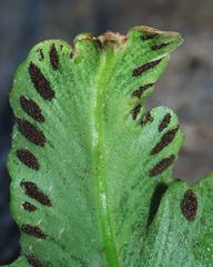 Asplenium sagittatum image