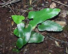 Asplenium sagittatum image