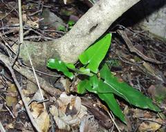 Asplenium sagittatum image