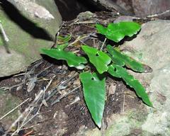 Asplenium sagittatum image