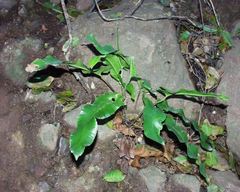 Asplenium sagittatum image