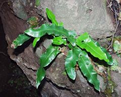 Asplenium sagittatum image