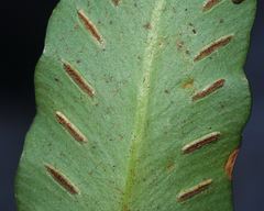 Asplenium sagittatum image