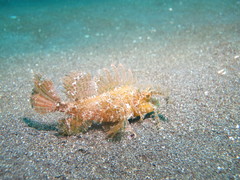 Pteroidichthys amboinensis