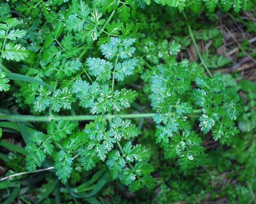 Daucus carota subsp. fontanesii image