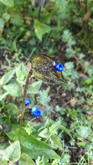Commelina orchioides