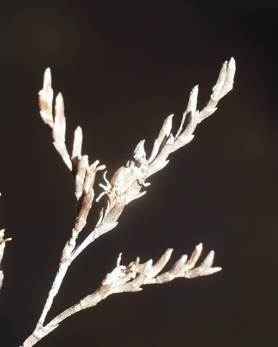 Limonium gougetianum image