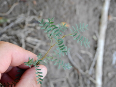 Prosopis strombulifera