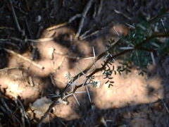 Prosopis strombulifera