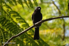 Southern Black Flycatcher photo 2