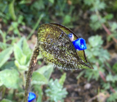 Commelina orchioides