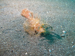 Pteroidichthys amboinensis