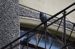 Columba livia domestica