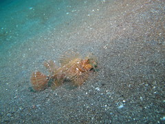 Pteroidichthys amboinensis