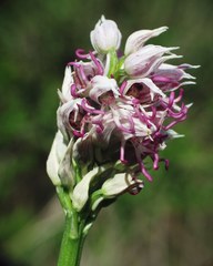 Orchis simia image