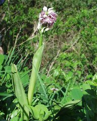 Orchis simia image