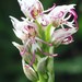 Orchis simia simia - Photo (c) Errol Vela, some rights reserved (CC BY-NC)