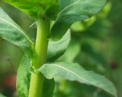 Euphorbia hirsuta