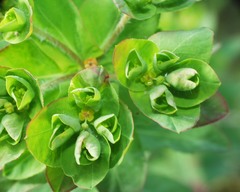 Euphorbia hirsuta