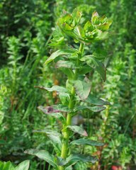 Euphorbia hirsuta