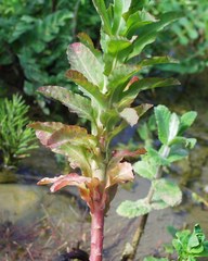 Euphorbia hirsuta