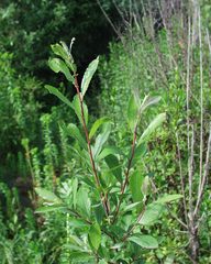 Salix pedicellata