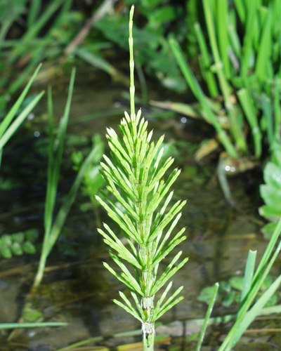 Equisetum telmateia image