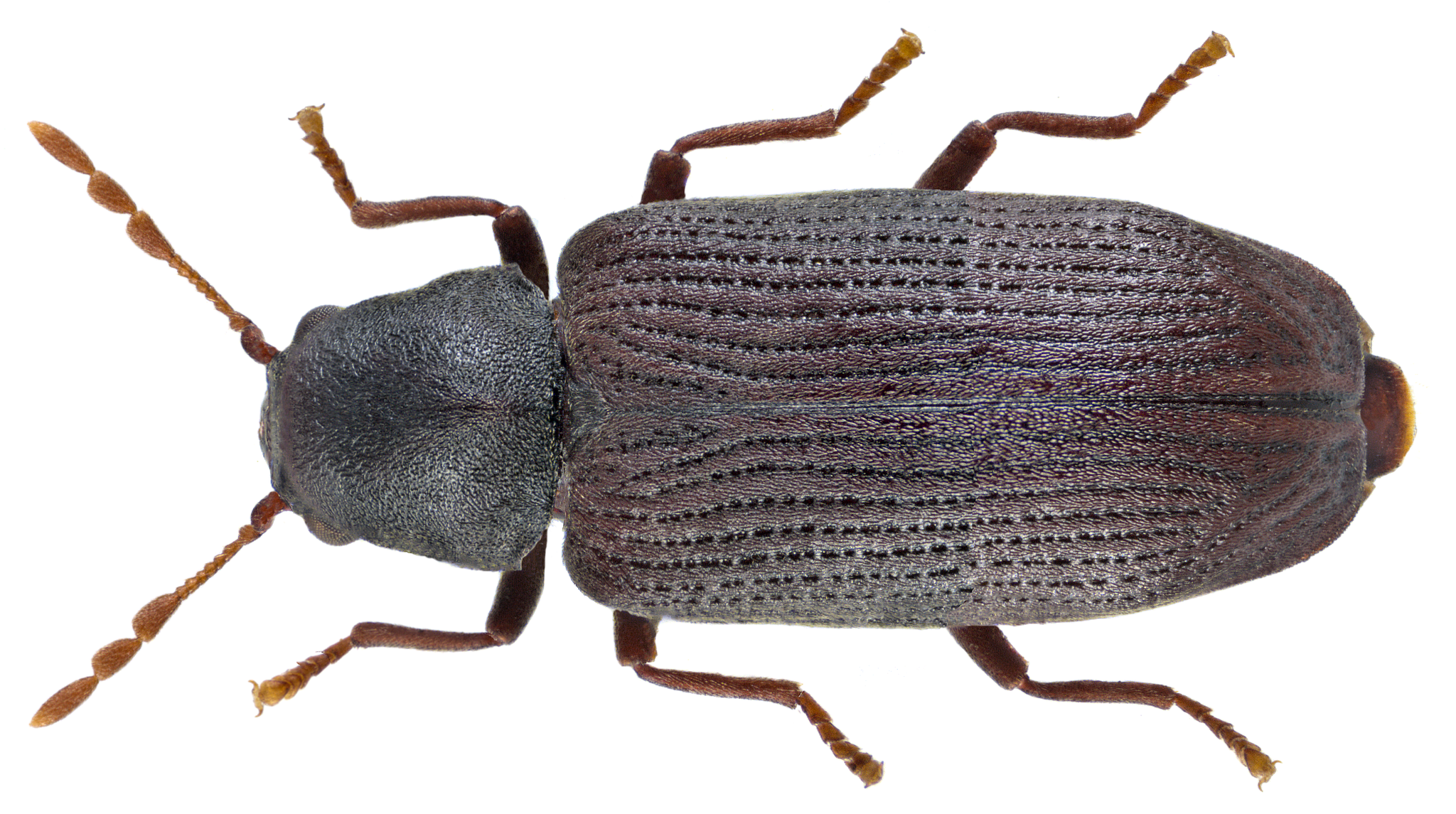 death watch beetle