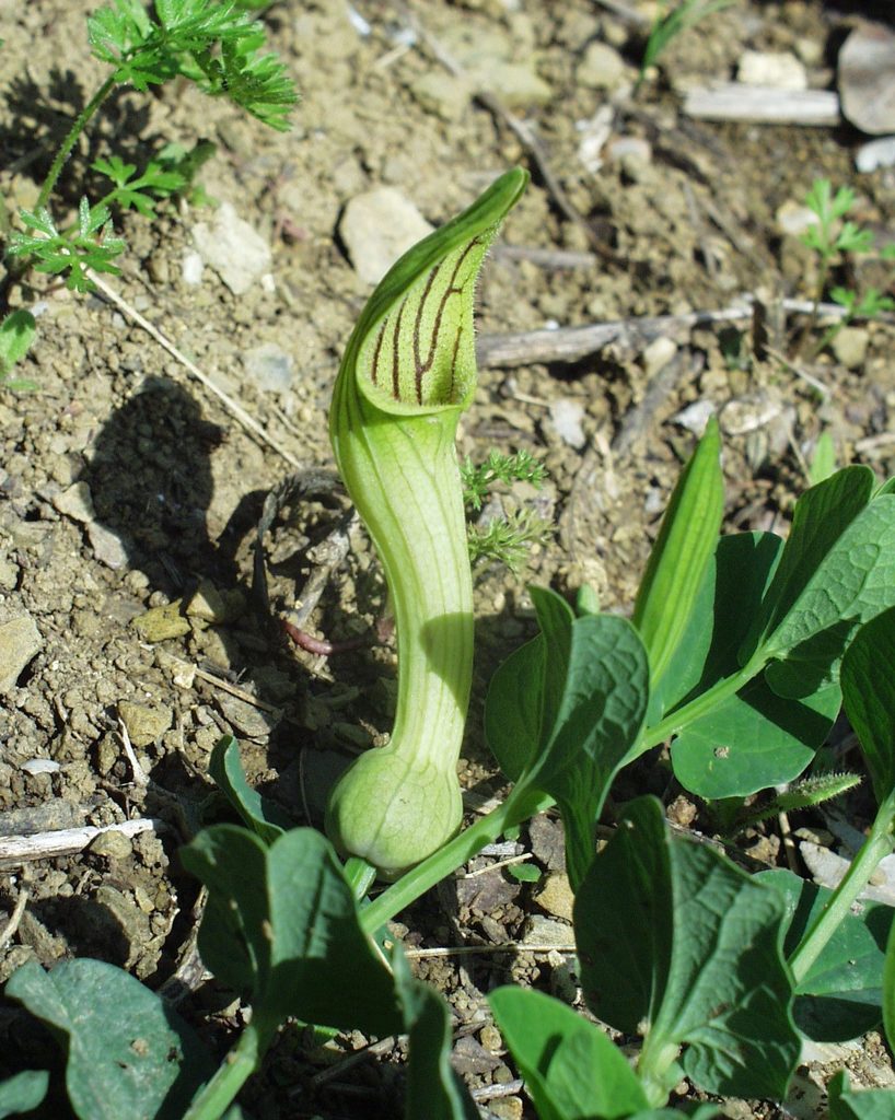 Aristolochia fontanesii