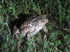 Bufo eichwaldi