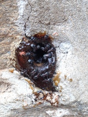Tetragonula iridipennis