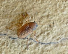 Colaspis cribricollis