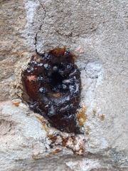 Tetragonula iridipennis
