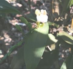 Aspasia epidendroides