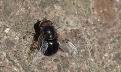 Copestylum scutellatum