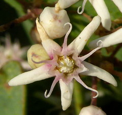 Cynanchum acutum acutum