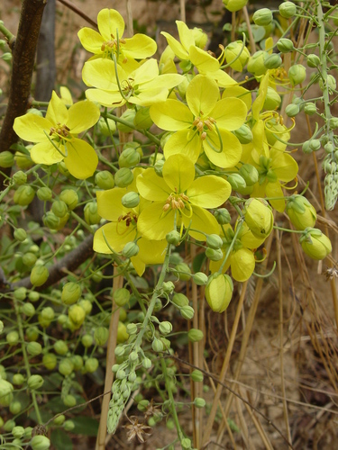Golden Shower Tree