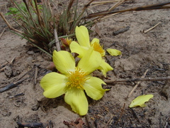 Cochlospermum tinctorium image