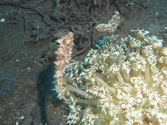 Pseudomonacanthus macrurus